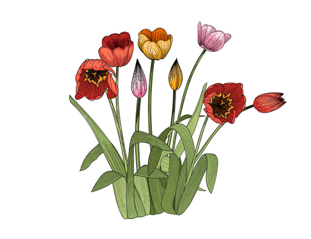 Set di tre tulipani fiore disegnato a mano disegno colorato per disegno libro vettoriale illustrazione isolato su sfondo bianco - Vettoriali, immagini