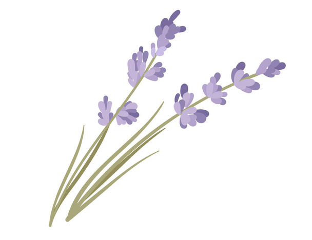 Lavanda planta aroma hierba vector ilustración aislado sobre fondo blanco. - Vector, Imagen