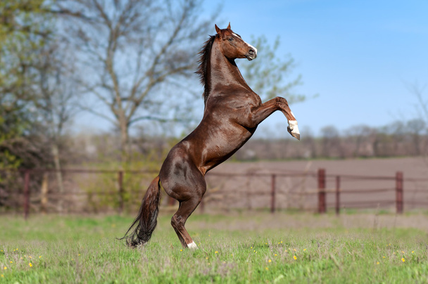 Bello stallone bruno
 - Foto, immagini