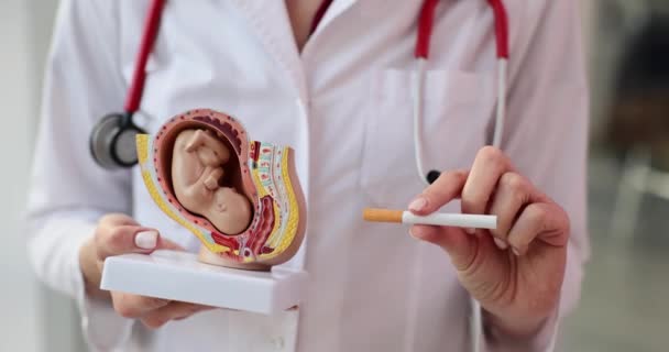 Orvosnál cigaretta és szimulált méh figyelmeztetés a dohányzás káros hatásai a terhesség alatt. A szülésznő a terhesség alatti dohányzásról beszél. - Felvétel, videó
