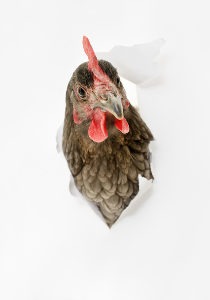 Hen in aperture - Foto, Imagem