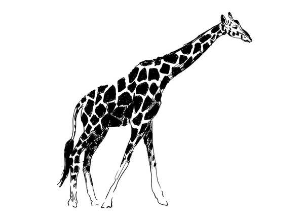 Hand drawing giraffe - Vetor, Imagem