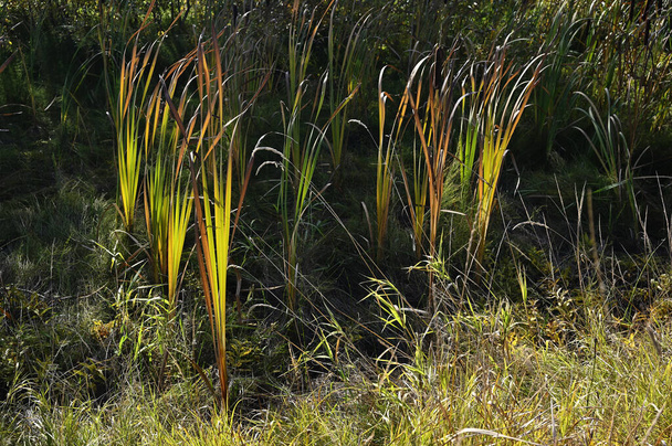 les plantes des marais et l'herbe éclairée par le soleil  - Photo, image