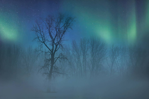Nordlichter über einem neblig verschneiten Feld mit Bäumen in der Nacht - Foto, Bild