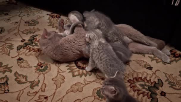 Грэй Тэбби милые котята сосут грудь своей матери-кошки. Кормит маленьких шотландских котят. Котята шотландской породы прямоухие и гибкоухие. Котята наслаждаются молоком матерей. - Кадры, видео