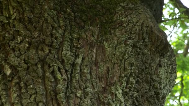 Dolly Κοντινό πλάνο του τεράστιου φλοιού βελανιδιάς με Foliage στο παρασκήνιο - Πλάνα, βίντεο