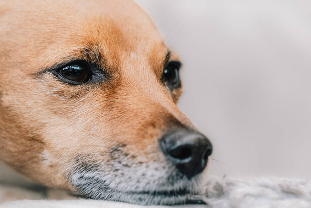Sevimli Jack Russell Terrier hayvan fotoğrafçısının köpek portresi. - Fotoğraf, Görsel
