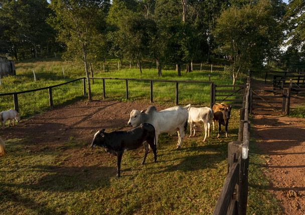 Rinderherde in einem Gehege auf einem Bauernhof im Landesinneren Brasiliens. - Foto, Bild