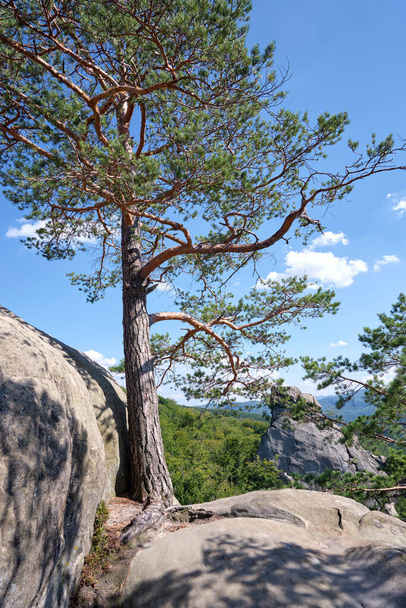 Big old pine tree growing on rocky mountain top under blue sky on summer mountain view background. - Foto, Imagen