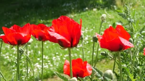 Enormes pétalos de amapola roja se balancean en el viento en un día de primavera en un parque en un macizo de flores. - Imágenes, Vídeo