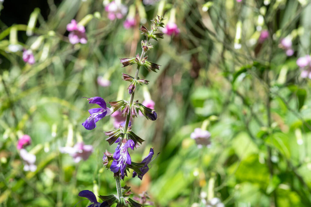 Close up of salvia cyanescens flowers in bloom - Photo, Image