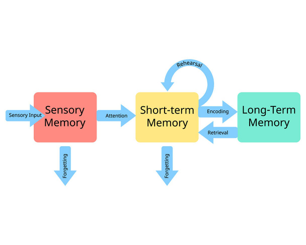 drie fasen van het geheugen van zintuiglijk geheugen naar korte termijn geheugen en lange termijn geheugen - Vector, afbeelding