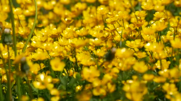Une clairière de petites fleurs jaunes dans un lit de fleurs printanières. - Séquence, vidéo