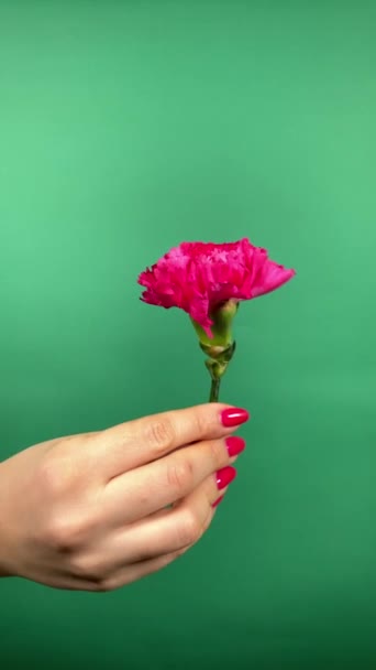 Vrouwelijk Schoonheidsconcept. Onherkenbare vrouw met rozennagels toont sierlijk een roze bloem die zachtjes ronddraait in haar hand binnen. Verticaal schot geïsoleerd op een groene achtergrond. Vrouwelijke genade - Video