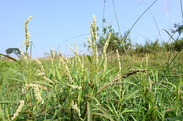 Persicaria hydropiper plant. It's other name water pepper,marshpepper knotweed,arse smart plant, tade plant and Polygonum hydropiperis. This is a plant of the familyPolygonaceae. - Photo, Image