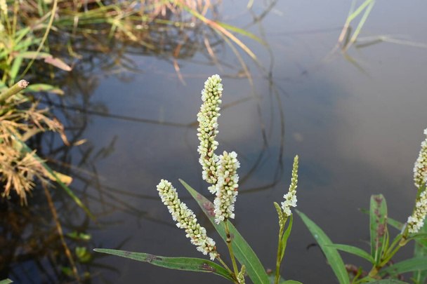 Persicaria hydropiper plant. It's other name water pepper,marshpepper knotweed,arse smart plant, tade plant and Polygonum hydropiperis. This is a plant of the familyPolygonaceae. - Foto, Bild