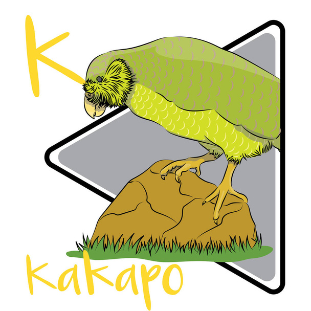 El kakapo no puede volar, Utiliza sus alas para el equilibrio y para romper su caída cuando salta de los árboles. El kkp tiene un sentido del olfato bien desarrollado, que complementa su estilo de vida nocturno. La población de Kakapo en Nueva Zelanda ha disminuido masivamente. - Foto, imagen