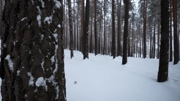 Κοντινό πλάνο του όμορφου φλοιού δέντρων στο χειμερινό δάσος. Μέσα ενημέρωσης. Όμορφο στεφάνι δέντρου στο χειμερινό δάσος. Υφή του κορώνα των δέντρων σε άγρια χειμερινά δάση. Χ - Πλάνα, βίντεο