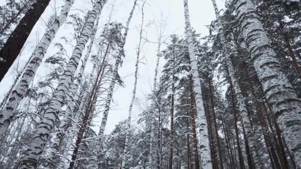 Όμορφη θέα στο άγριο δάσος του χειμώνα. Μέσα ενημέρωσης. Όμορφη βόλτα στο άγριο δάσος την ημέρα του χειμώνα. Κίνηση κάμερας εν όψει του όμορφου χειμερινού δάσους.  - Πλάνα, βίντεο