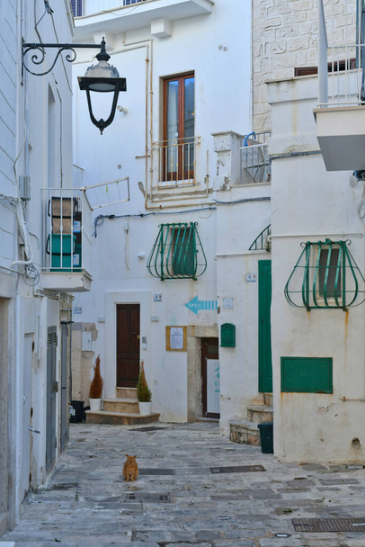 Een smalle straat tussen de oude huizen van Monopoli, een stad in de provincie Bari, Italië. - Foto, afbeelding