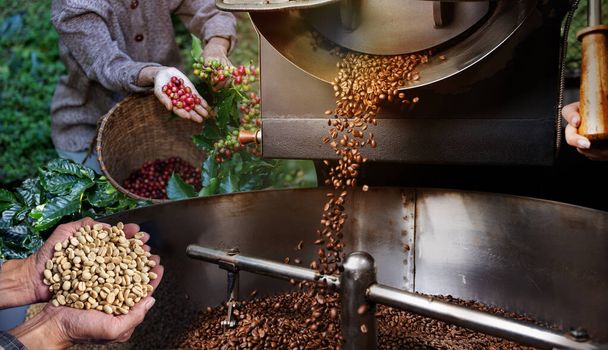 El ciclo del café cada uno crucial en la determinación de la calidad y el sabor de la taza final de café.Industria de producción de café sostenible.Comercio mundial de café.Cadena de suministro de café - Foto, imagen