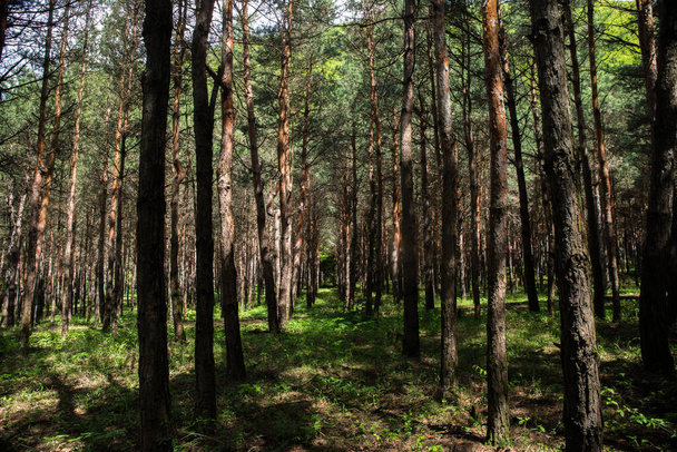森の風景美しい森の自然。背の高い古い松の木。夏の晴れた日。アゼルバイジャンの自然 - 写真・画像