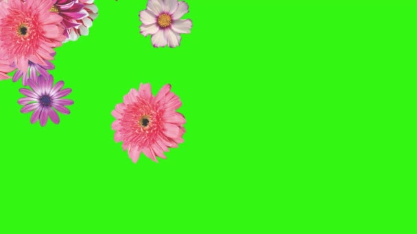 グリーンスクリーン上の花のアニメーション, グラフィックソース要素 - 映像、動画