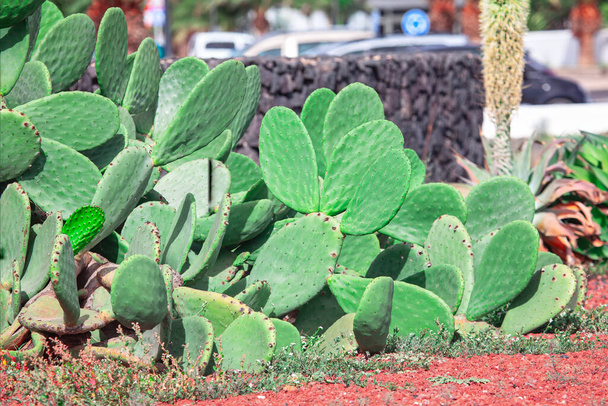 Колючий грушевий кактус з зеленим листям у тропічному саду - Фото, зображення