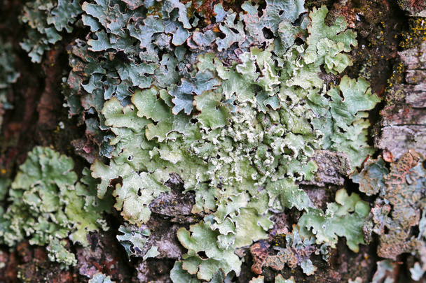 Lichen on wood bark - Foto, imagen