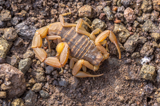 Scorpion jaune commun
 - Photo, image