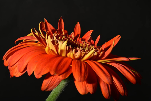 mooie gerbera bloem, close-up uitzicht - Foto, afbeelding