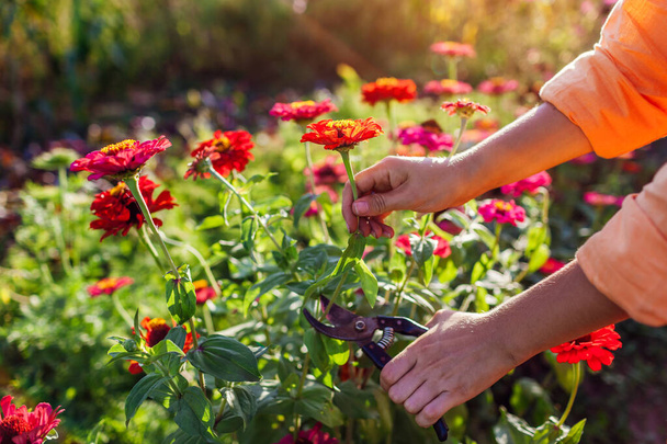 女性の庭師は,プランナーを使用して夏の庭でカラフルなジニアをピックアップします. 花を切って収穫する。 クローズアップ。 年間植物を栽培する - 写真・画像