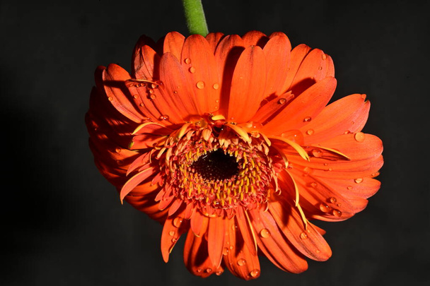hermosa flor de gerberas, vista de cerca - Foto, imagen