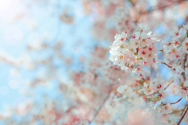 Cseresznyevirág tavasszal háttér vagy másolás helyet szöveg   - Fotó, kép