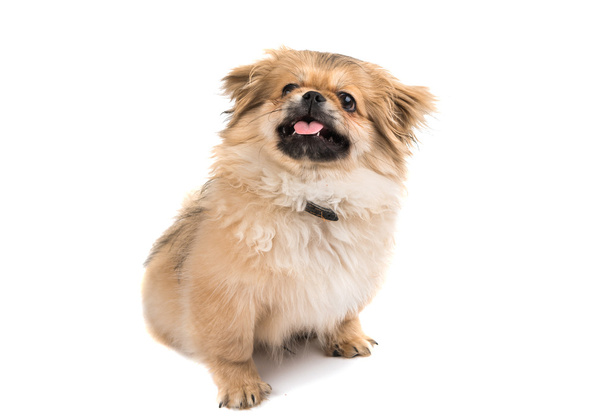 ペキニーズ犬の肖像画  - 写真・画像