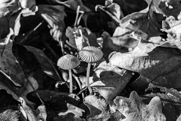 Fotografie zum Thema große schöne giftige Pilze im Wald auf Blättern Hintergrund, Foto bestehend aus natürlichen giftigen Pilz in den Wald im Freien, giftige Pilze in großen Wald aus nächster Nähe - Foto, Bild