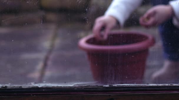 Gardener planting bulbs in a plant pot through view of window medium slow motion 4k shot selective focus - Footage, Video