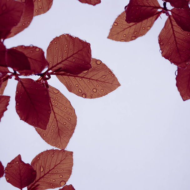 листя коричневого дерева в природі в осінній сезон  - Фото, зображення
