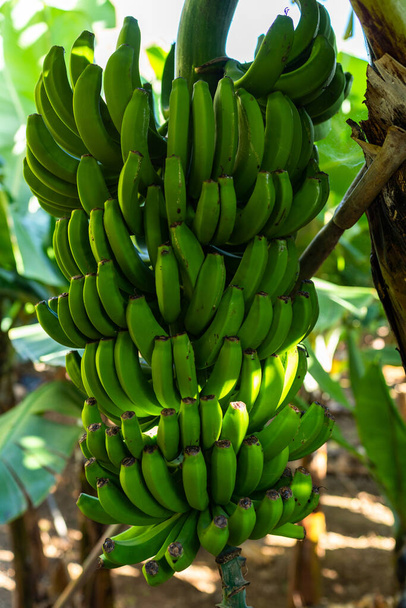 Touristischer Fußweg durch eine kleine Bananenplantage in Funchal auf Madeira, Portugal - Foto, Bild