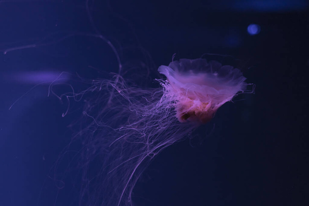 Floresan denizanası su altında kırmızı neon ışıklı akvaryum havuzunda yüzüyor. Aslan yelesi denizanası, siyanea kapillata aynı zamanda dev denizanası, arktik kırmızı denizanası, saç denizanası olarak da bilinir. - Fotoğraf, Görsel
