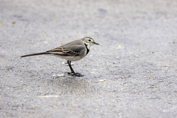 Pied wagtail, migratory bird in winter months - Photo, Image