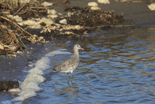Willet (breeding) (tringa semipalmata) standing at the edge of a pond - Photo, Image