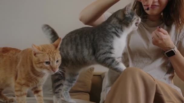 Lemmikkieläinten omistaja ruokkii kaksi kissaa sohvalla kotona. Ruoka kateus käsite. - Materiaali, video