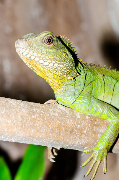 Green water dragon or Physignathus cocincinus on tree branch, Thailand - Photo, Image