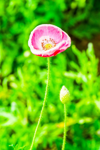 Close up of Opium poppy flower, Thailand - Фото, зображення