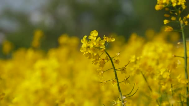 Yellow flowering rapeseed field in spring outdoors. Canola Agriculture Field. - Metraje, vídeo