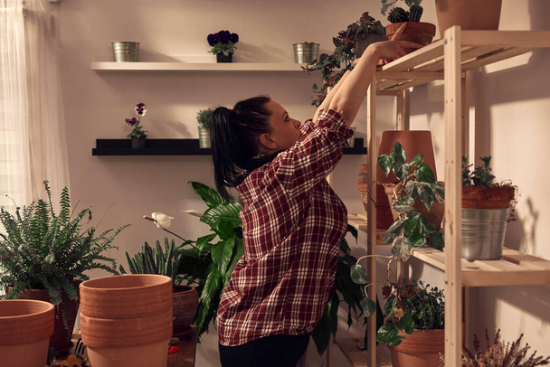 Женщина репоттинг и уход за комнатные растения в помещении. - Фото, изображение