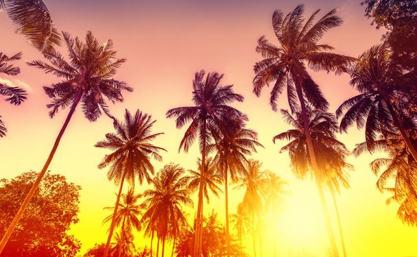 Pôr do sol dourado, fundo da natureza com palmas
. - Foto, Imagem