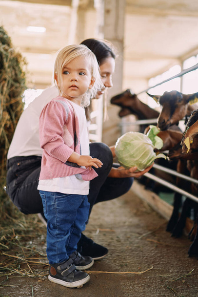 Klein meisje staat met haar hoofd gedraaid in de buurt van haar moeder voeden koolbladeren aan geiten op een boerderij. Hoge kwaliteit foto - Foto, afbeelding