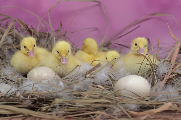 Einige frisch geschlüpfte Moskauer Entenbabys ruhen sich in ihrem Nest aus. Diese Ente trägt den wissenschaftlichen Namen Cairina moschata. - Foto, Bild